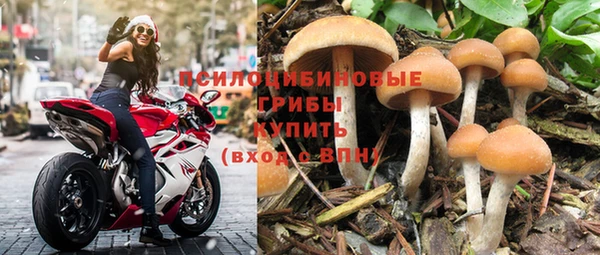 стаф Аркадак